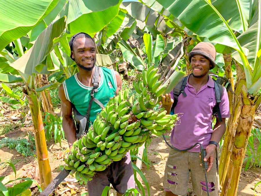 From Praia: Banana Plantation Tour and Cuscuz Workshop - Cooking cuscuz and fidjós in Orgãos