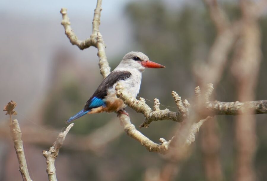 From Praia: Santiago Island Highlights Tour - Serra Malagueta at about 1,000 meters