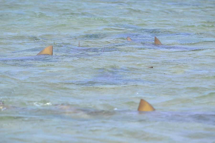 From Sal Island: Blue Eye, Salt Lake, Lemon Sharks, Palmeira - Palmeira gives the day a human center