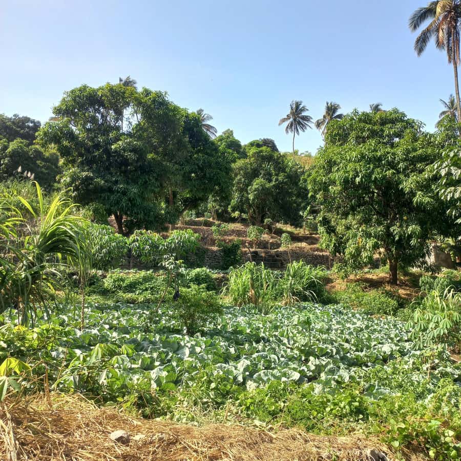 Full-Day Santiago – Villages, Nature & Local Culture - From Praia to São Domingos and the mountain road