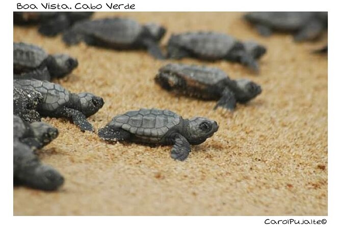 Guided turtle tour in a group in Boa Vista - The 45-minute ride from Boa Vista to Ervatão