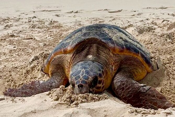Guided turtle tour in a group in Boa Vista - Two hours at Ervatão, with time for photographs
