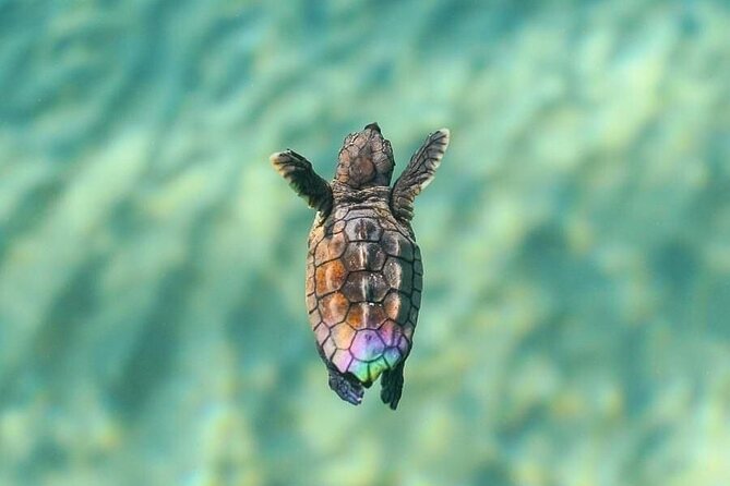 Guided turtle tour in a group in Boa Vista - Why the group limit makes a difference