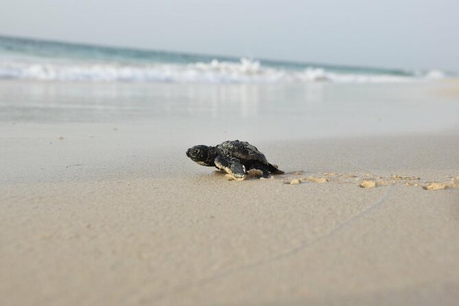 Guided turtle tour in a group in Boa Vista - What the $104.68 price includes in practical terms