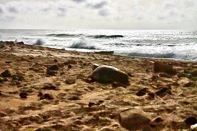 Guided turtle tour in a group in Boa Vista - Fitness, seating, and evening comfort