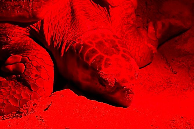 Guided turtle tour in a group in Boa Vista - Weather and cancellation rules