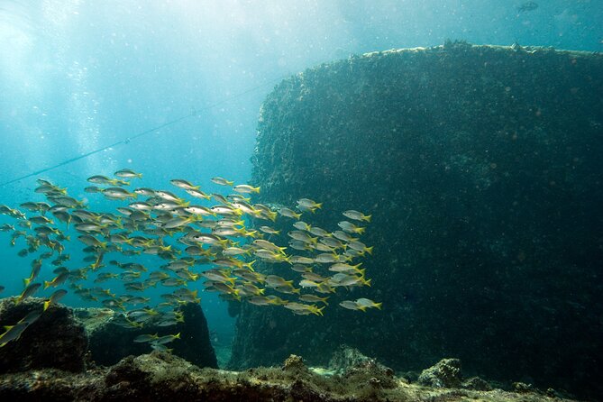 Half-Day Diving in Sal - Safety matters more than chasing a sighting