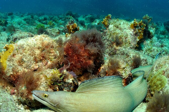 Half-Day Diving in Sal - Practical details that make the morning easier