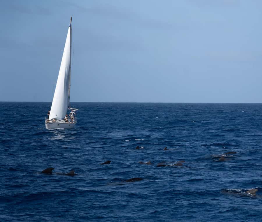 Half-Day Sailing Yacht Adventure in Sal Island - 3 hours - The crew can shape the whole experience