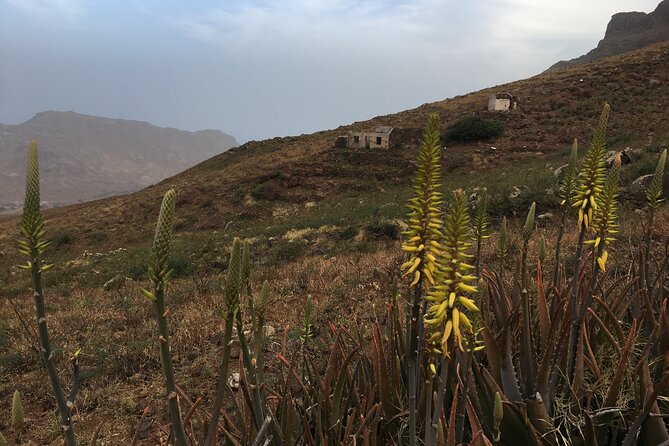 Hike Monte Verde, Natural Park, São Vicente, 3h +/- (roundtrip) - Returning by road