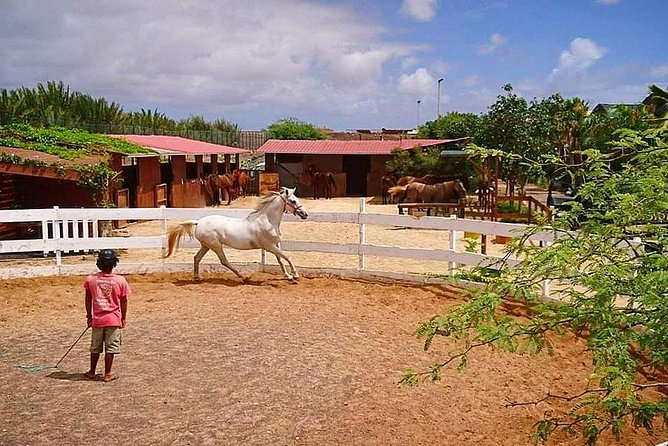 Horse Riding in Sal Island - Cabo Verde - What the price includes at $60.25