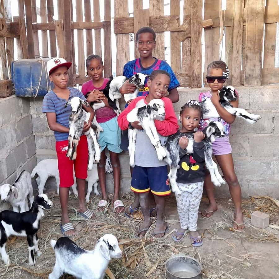 Island tour & cattle & Taste local flavors - Seeing Boa Vista beyond the resort road