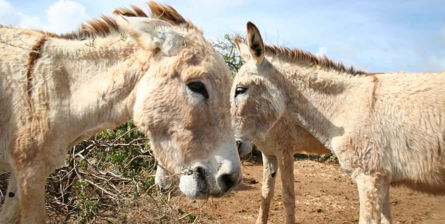 Island tour & cattle & Taste local flavors - What the private format changes