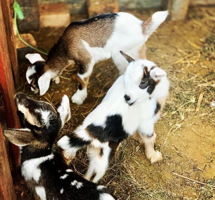 Island tour & cattle & Taste local flavors - Pickup details and the one hotel exception