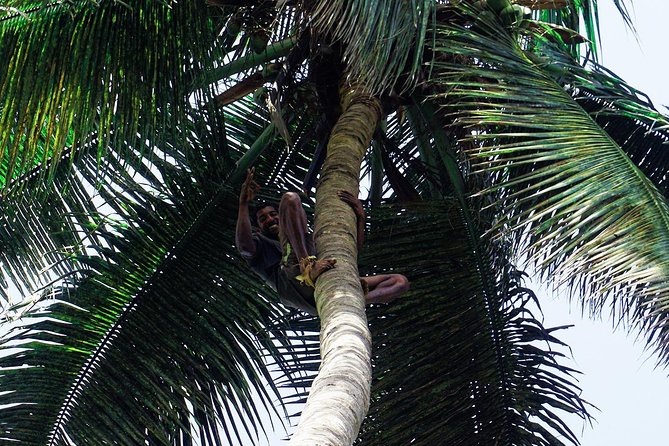 Like Locals: Banana Plantation, and Cuscuz with locals - Seeing Cape Verde through local transport