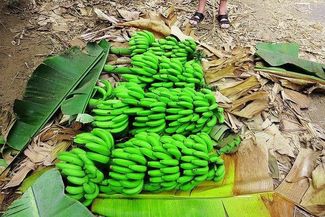 Like Locals: Banana Plantation, and Cuscuz with locals - Who will enjoy this tour most?
