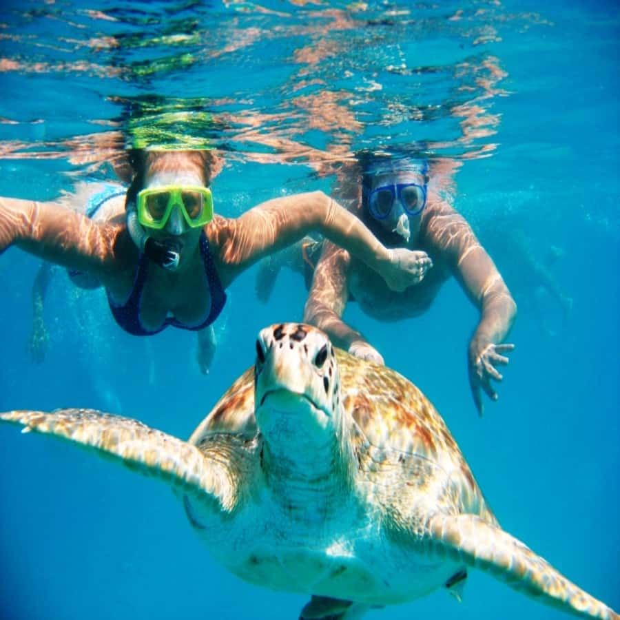 Live Snorkeling & Swimming with Sea Turtles in the Atlantic - Key points to know before booking