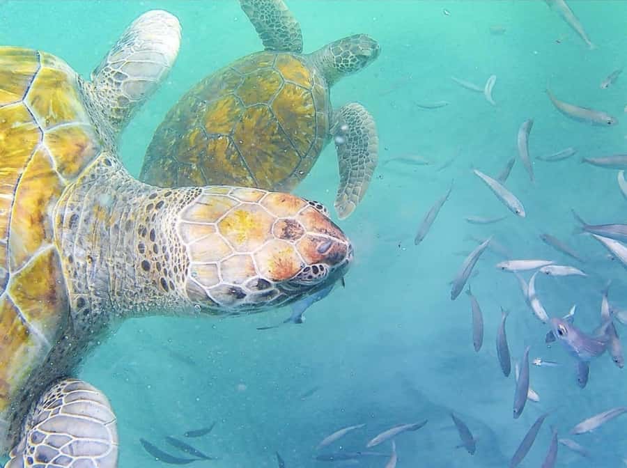 Live Snorkeling & Swimming with Sea Turtles in the Atlantic - Swimming with turtles off São Pedro