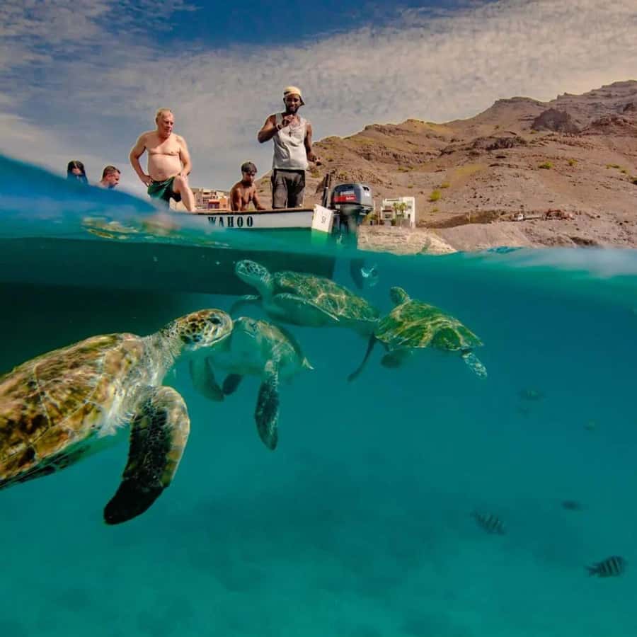 Live Snorkeling & Swimming with Sea Turtles in the Atlantic - What happens once the boat reaches the turtles