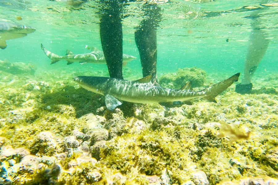 Murdeira: Sal Island Nature Reserve and Fishing Village Tour - Why this Sal Island tour is worth considering