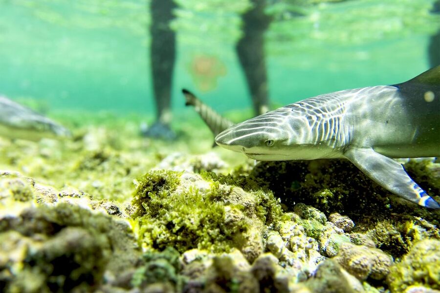 Murdeira: Sal Island Nature Reserve and Fishing Village Tour - What to bring for a smoother day
