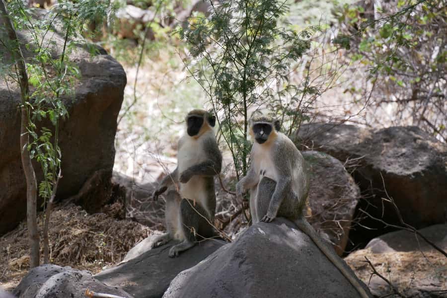 Praia: Baobab Mysterious Tree, Green Valley & Old City Hike - Key points to know