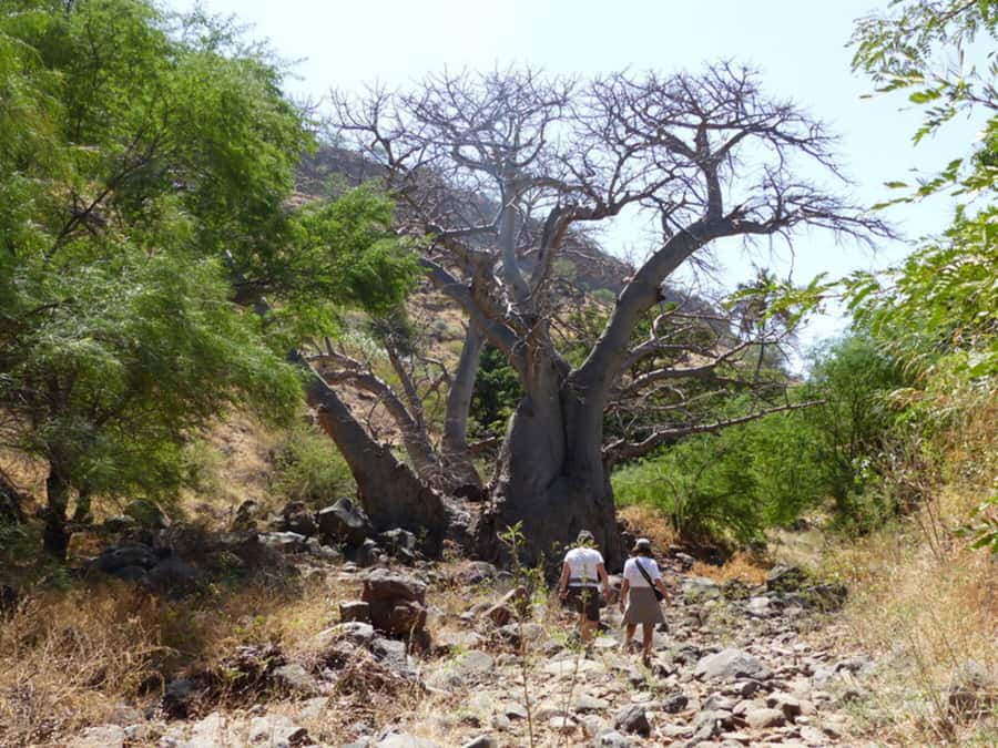 Praia: Baobab Mysterious Tree, Green Valley & Old City Hike - Is $53 a fair price?