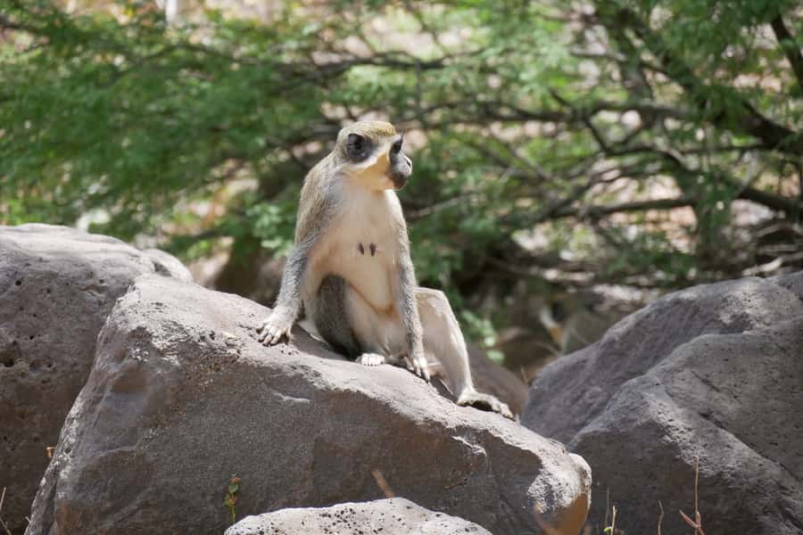 Praia: Baobab Mysterious Tree, Green Valley & Old City Hike - From Praia to Santiago’s green interior