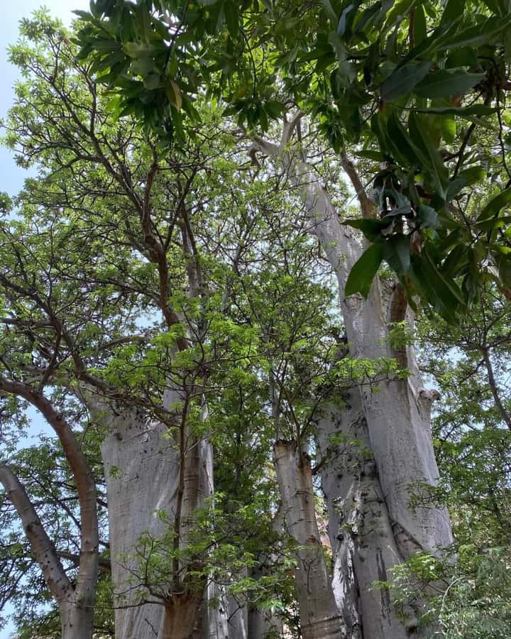 Praia: Baobab Mysterious Tree, Green Valley & Old City Hike - Farming valleys and the making of grogue