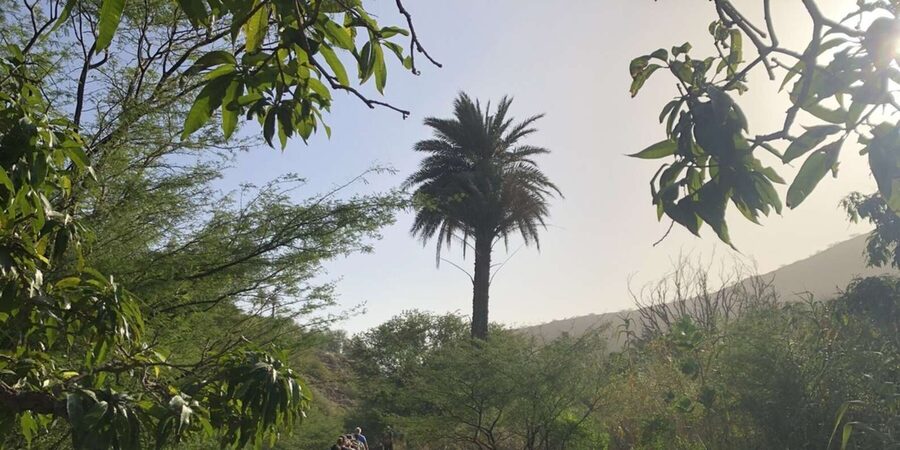 Praia: Baobab Mysterious Tree, Green Valley & Old City Hike - The 400-year-old baobab
