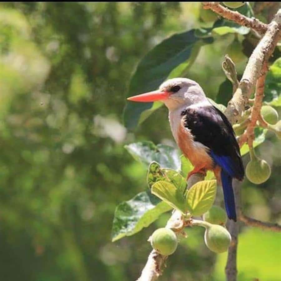 Praia: Baobab Mysterious Tree, Green Valley & Old City Hike - What the small group changes