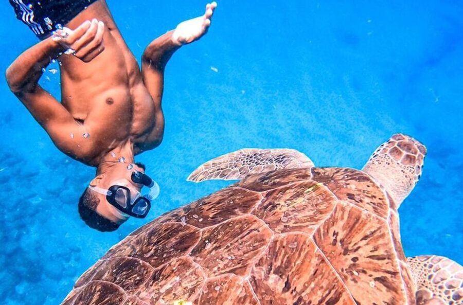 Private Snorkel Experience with Sea Turtle for Cruisers - What the early feedback tells you