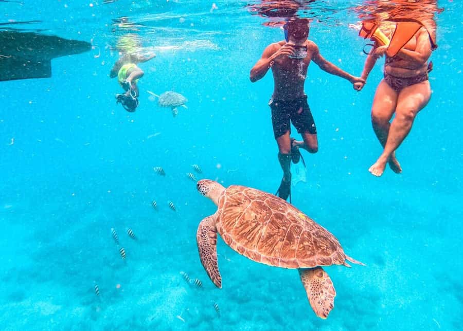 Private Snorkel Experience with Sea Turtle for Cruisers - Gear, safety, and the first minutes in the water