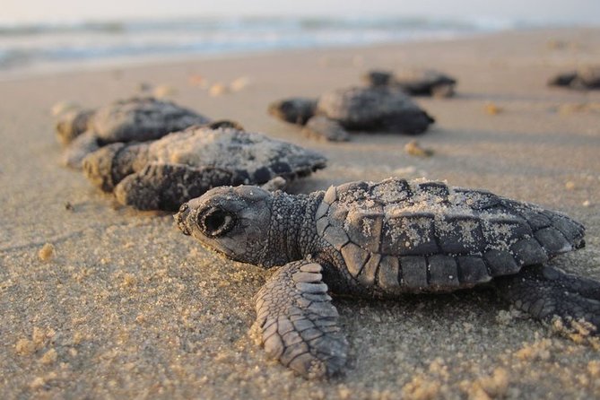 Private Turtle Watching Experience - Your 10:20 pm pickup and ride to the beach