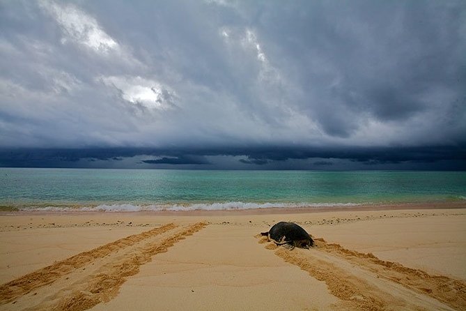 Private Turtle Watching Experience - The briefing: turtles, threats, and good beach manners