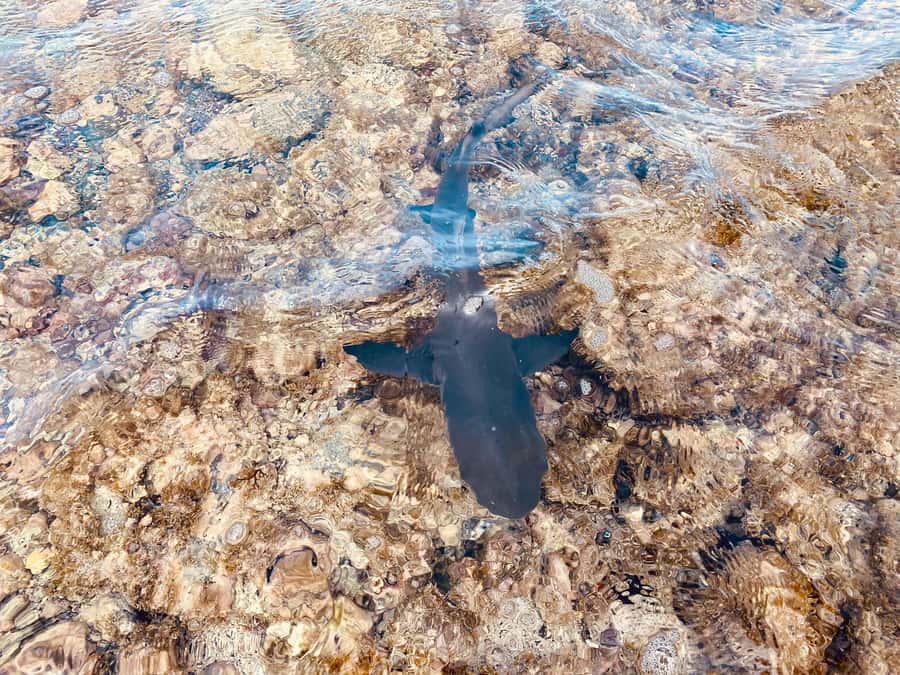 Sal: All inclusive Salt Lake, Natural pools and Shark Bay - Driving between Sal’s highlights