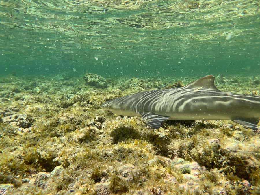 Sal Discovery: A Guided Small Group Island Tour - Key points before you book