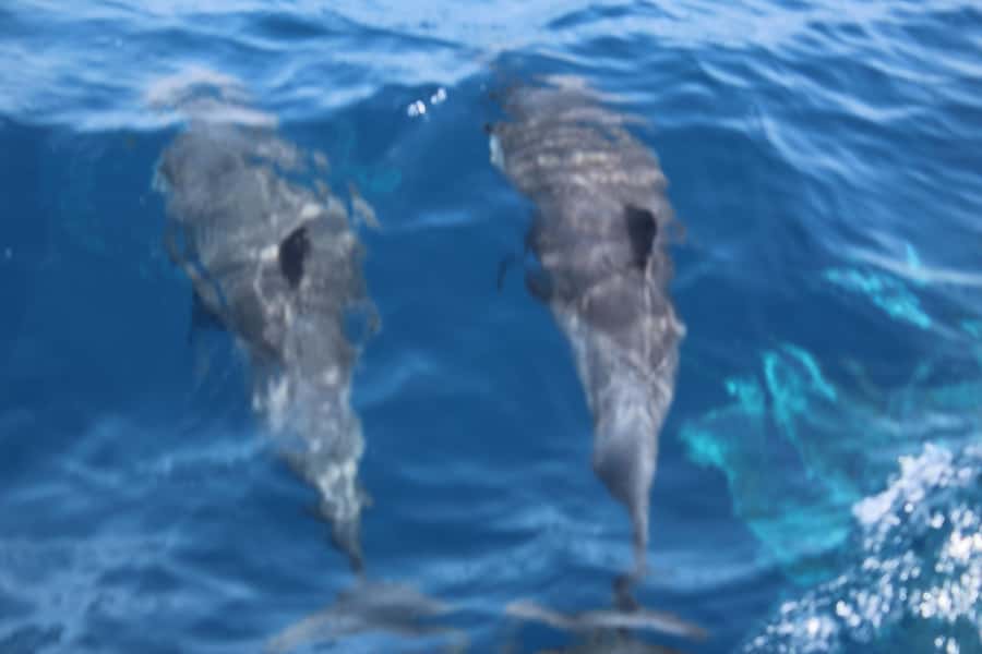 Sal Island: Catamaran cruises on Sal Island - Murdeira Bay’s protected water
