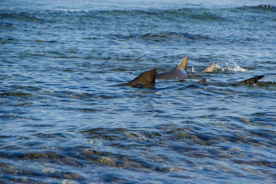 Sal island : Full day excursion Salinas, Shark Bay, Blue Eye - Floating at Pedra de Lume Salt Pans