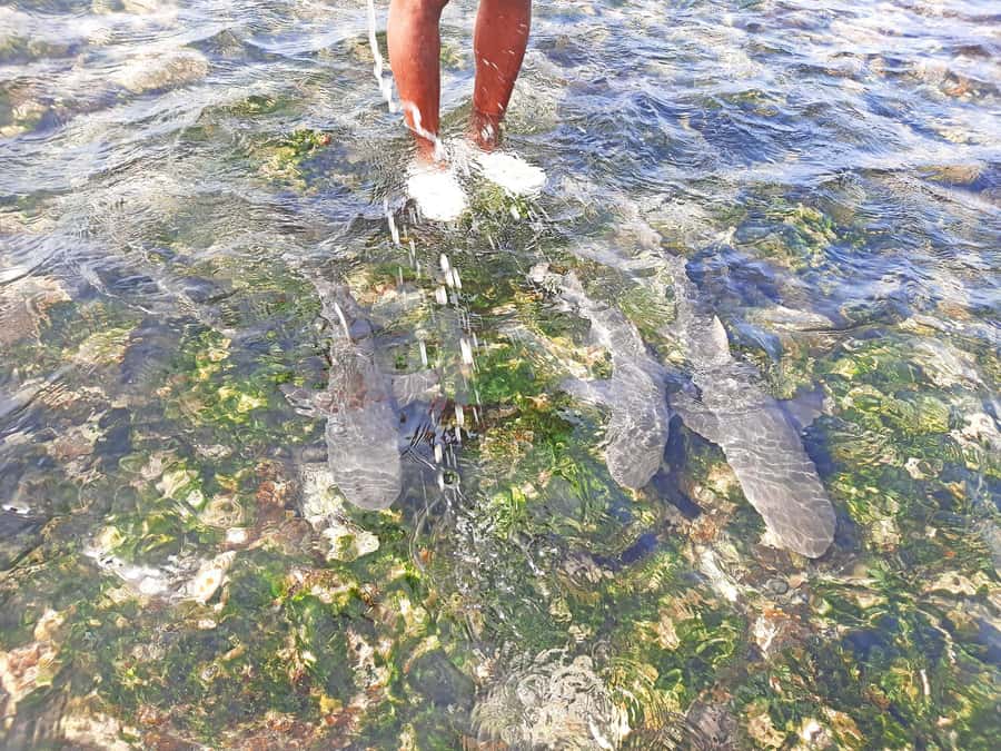 Sal Island: Private Shark Watching & Floating Experience - Is $82 a fair price?