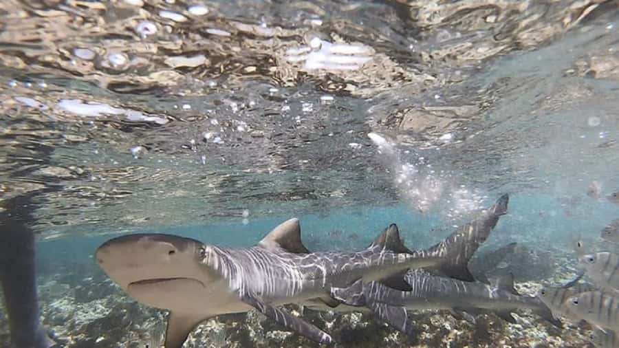 Sal Island: Shark Bay Experience from Santa Maria - Timing, cancellations, and practical details
