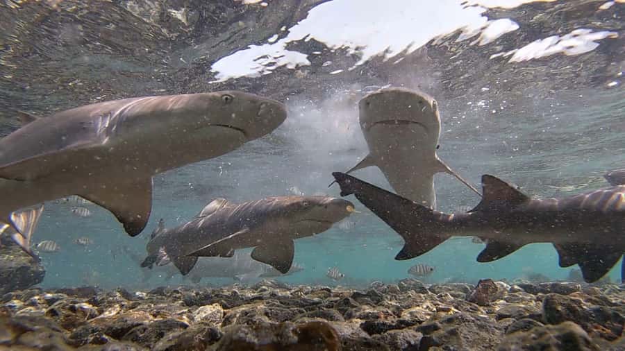 Sal Island: Shark Bay Experience from Santa Maria - Meeting lemon sharks in their natural setting