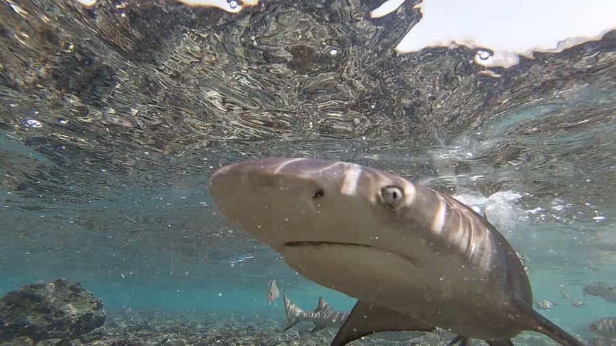 Sal Island: Shark Bay Experience from Santa Maria - Crossing the rocks to the water