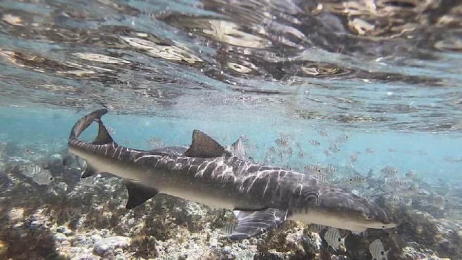 Sal Island: Shark Bay Experience from Santa Maria - What the hour with the sharks feels like