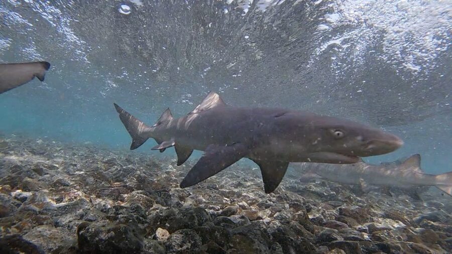 Sal Island: Shark Bay Experience from Santa Maria - The guides make the difference
