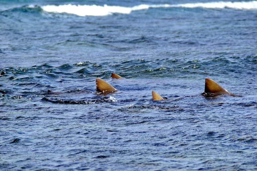 Sal Island: Shark Bay Experience from Santa Maria - Shark Bay as a conservation experience