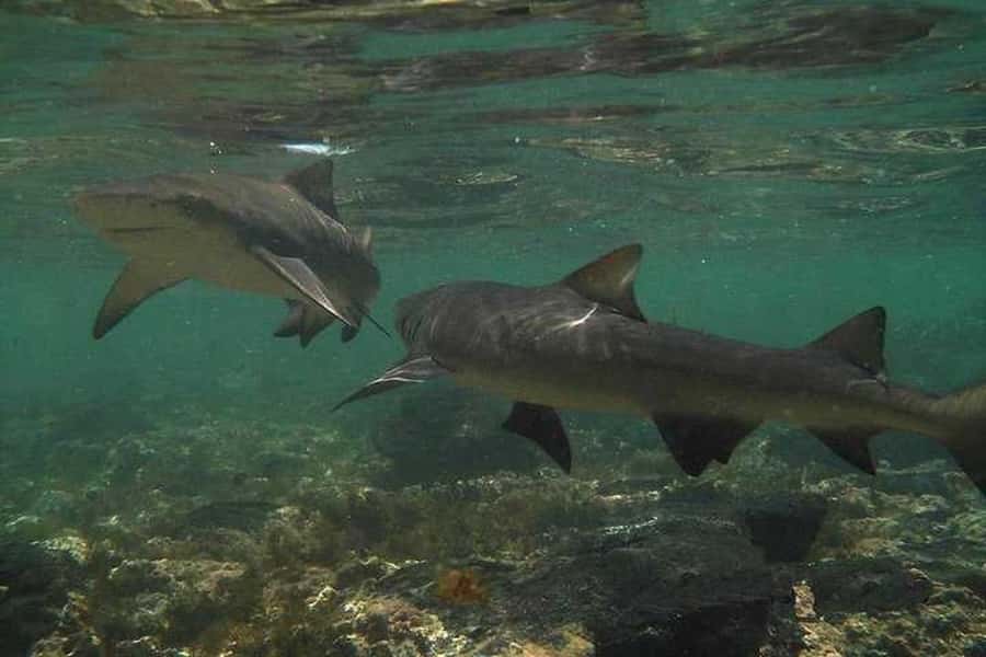 Sal Island: Shark Bay Experience from Santa Maria - Is $35 good value?