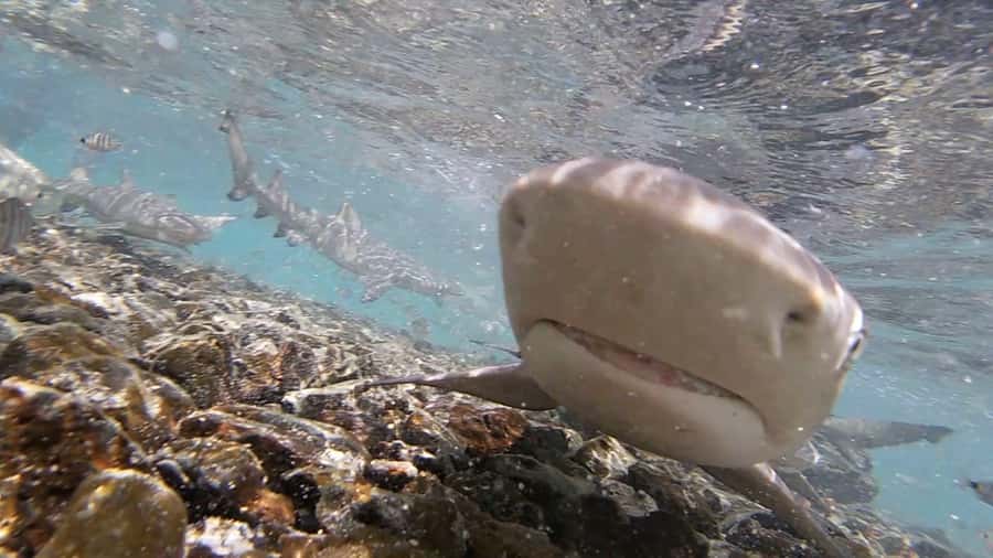 Sal Island: Shark Bay Experience from Santa Maria - Who should book this activity?