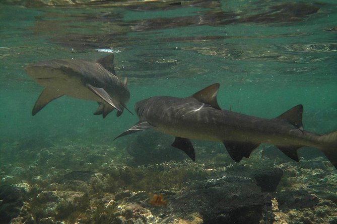 Sal Island: Shark Bay Shark Watching Experience from Santa Maria - Key points before you book