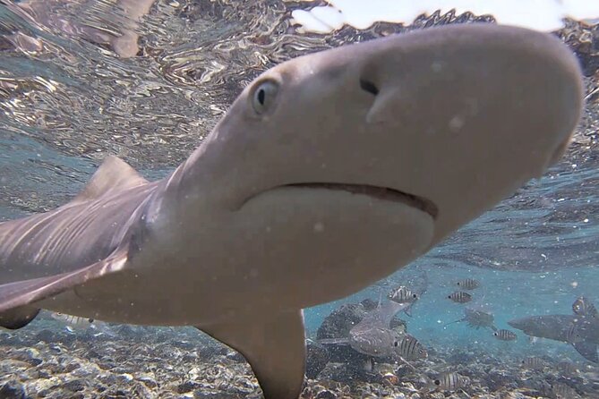 Sal Island: Shark Bay Shark Watching Experience from Santa Maria - The ride from Santa Maria to Shark Bay
